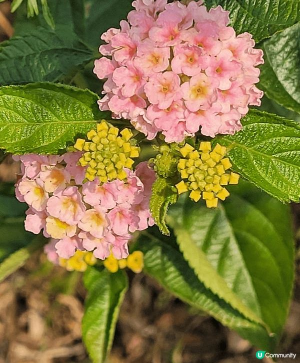 山頂公園，除了大熱的吊鐘花外，還見到有不同品種的櫻花，茶花等...