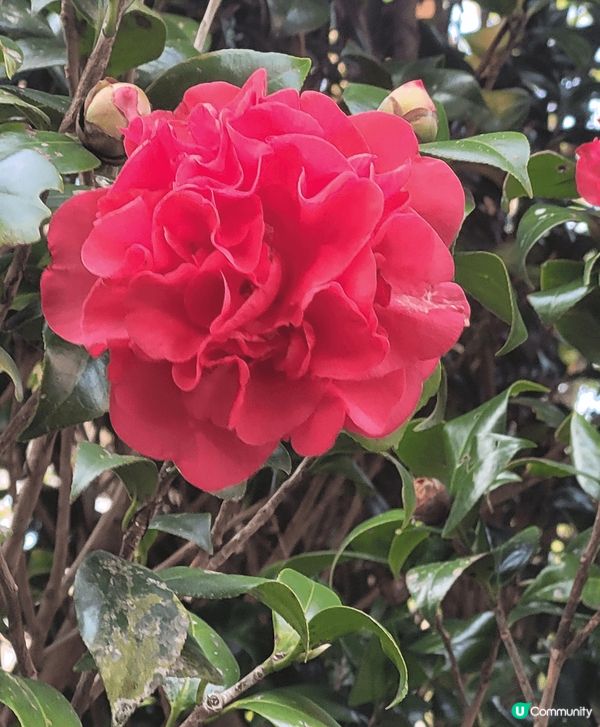 山頂公園，除了大熱的吊鐘花外，還見到有不同品種的櫻花，茶花等...