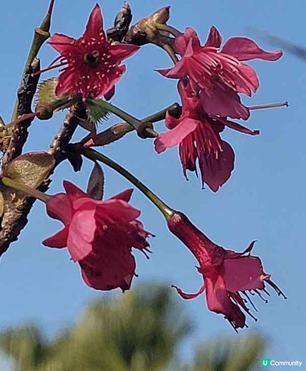 山頂公園，除了大熱的吊鐘花外，還見到有不同品種的櫻花，茶花等...
