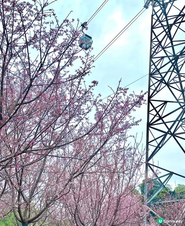 初春打咭熱點，一定非東涌赤鱲角機場櫻花園莫屬。今年園區擴展至...