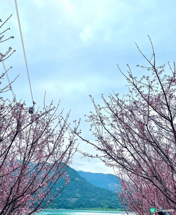 初春打咭熱點，一定非東涌赤鱲角機場櫻花園莫屬。今年園區擴展至...