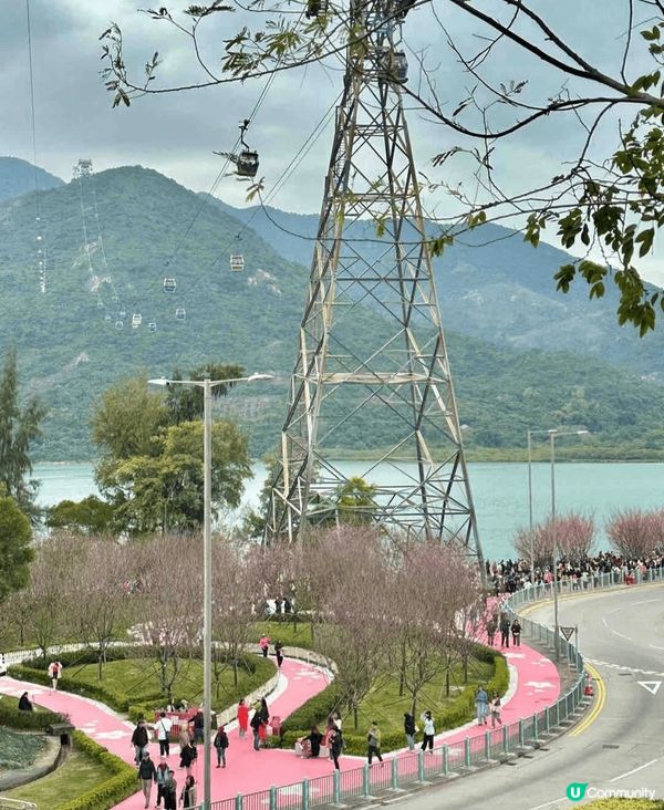 初春打咭熱點，一定非東涌赤鱲角機場櫻花園莫屬。今年園區擴展至...