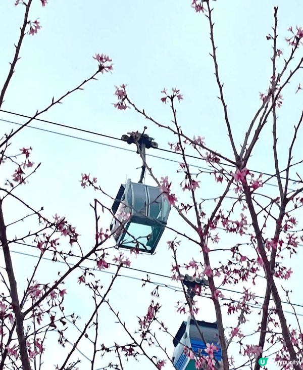 初春打咭熱點，一定非東涌赤鱲角機場櫻花園莫屬。今年園區擴展至...