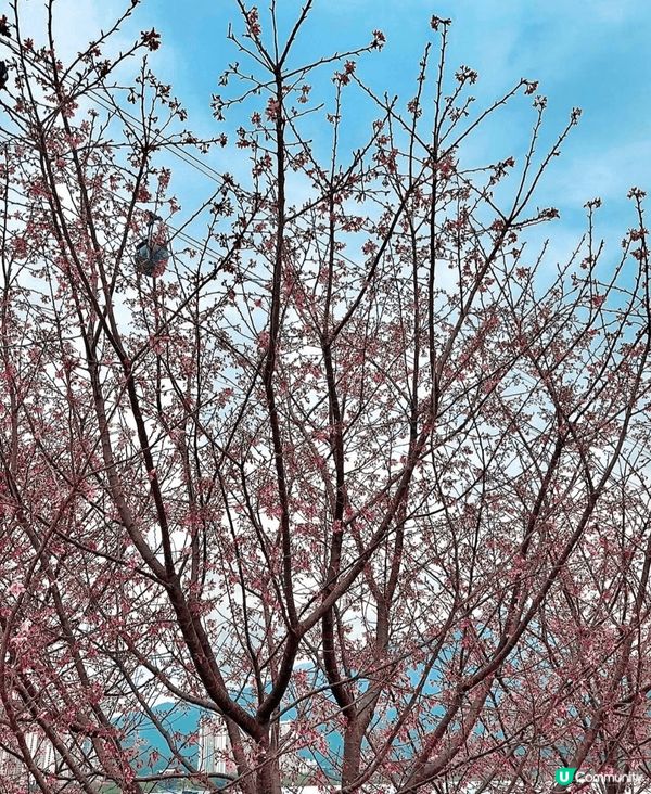 初春打咭熱點，一定非東涌赤鱲角機場櫻花園莫屬。今年園區擴展至...