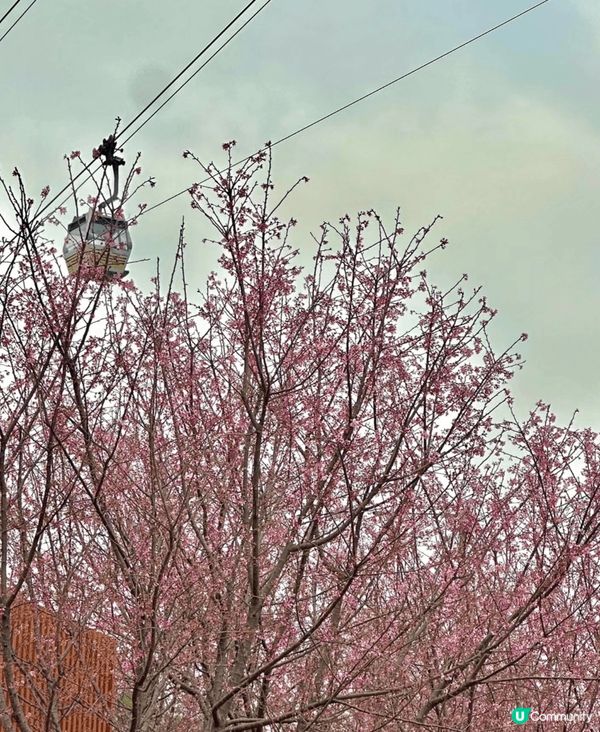 初春打咭熱點，一定非東涌赤鱲角機場櫻花園莫屬。今年園區擴展至...