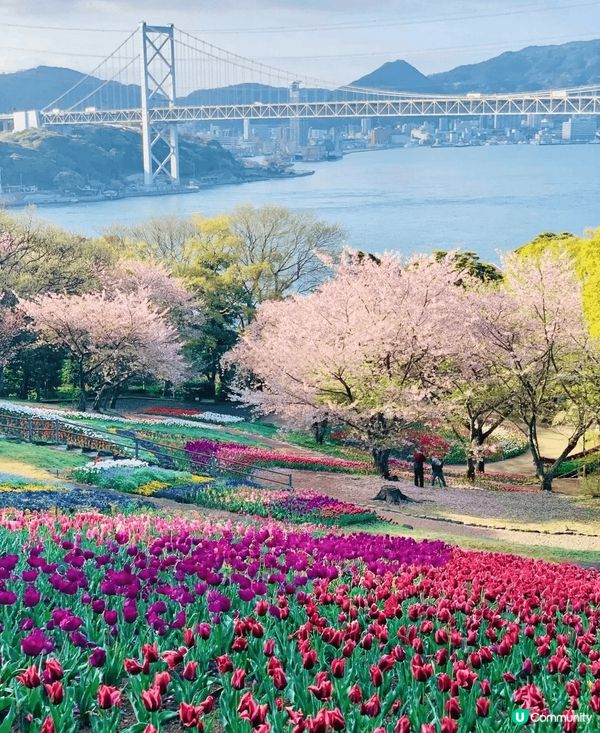 火之山公園🌸 瀨戶內海旁粉紅仙境！