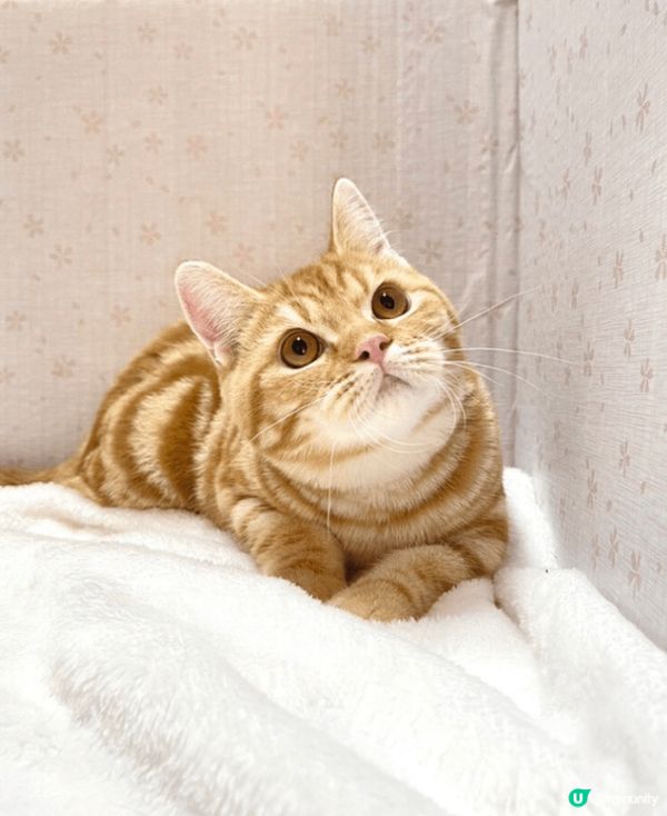 Hello,我叫菇菇,今年3歲,我最鍾意就係發呆､匿埋響啲窿...