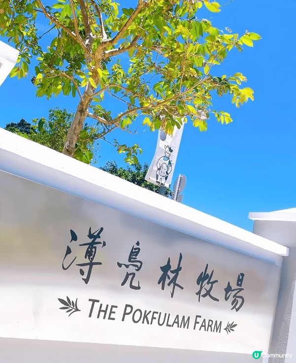 矗立在半山上的薄鳧林牧場，前身是舊牛奶公司高級職員宿舍，現在...