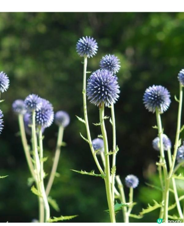 六甲山藝術洗滌心靈之旅～🌄日與夜🌃