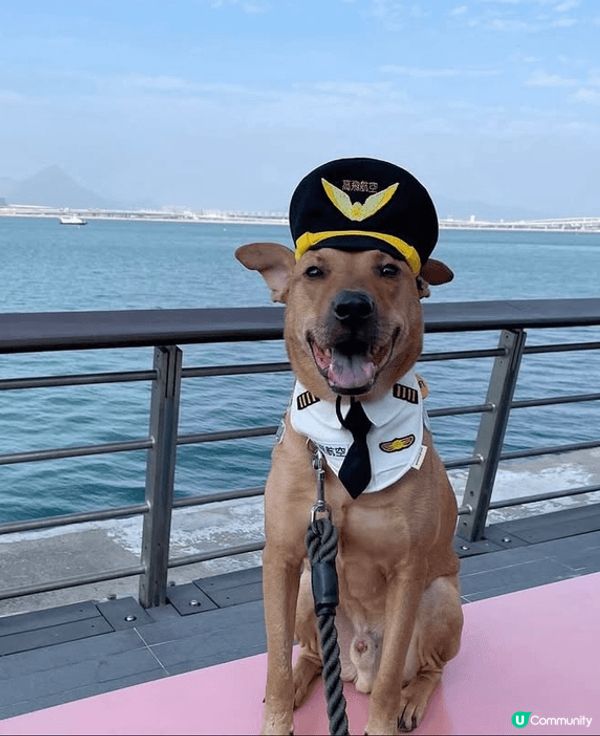 Hello，我叫高飛！我係一隻好鍾意笑同影相嘅8歲唐狗！我曾...