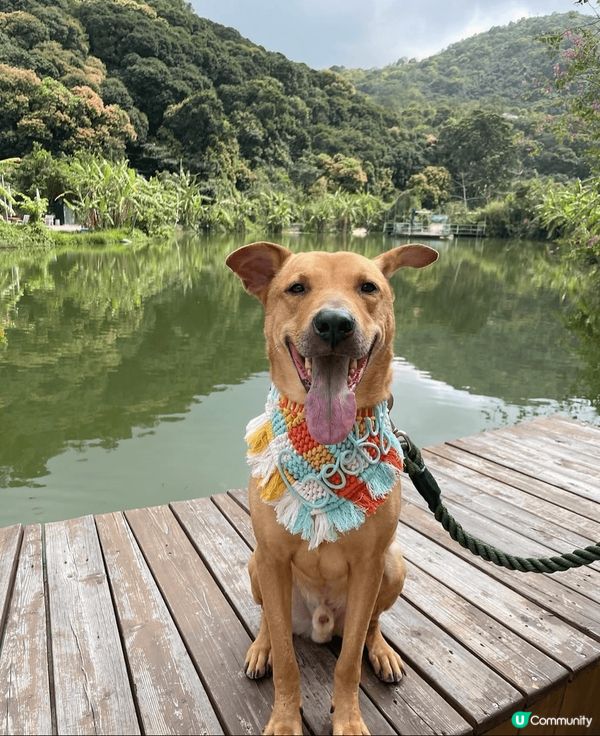 Hello，我叫高飛！我係一隻好鍾意笑同影相嘅8歲唐狗！我曾...