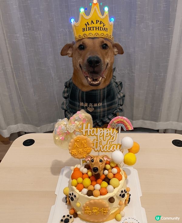 Hello，我叫高飛！我係一隻好鍾意笑同影相嘅8歲唐狗！我曾...