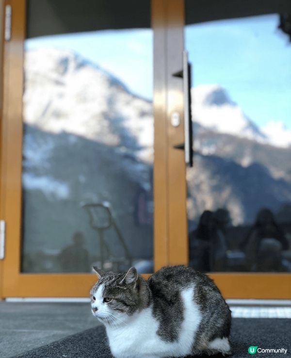 😍可愛嘅貓咪 😍