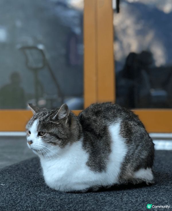 😍可愛嘅貓咪 😍