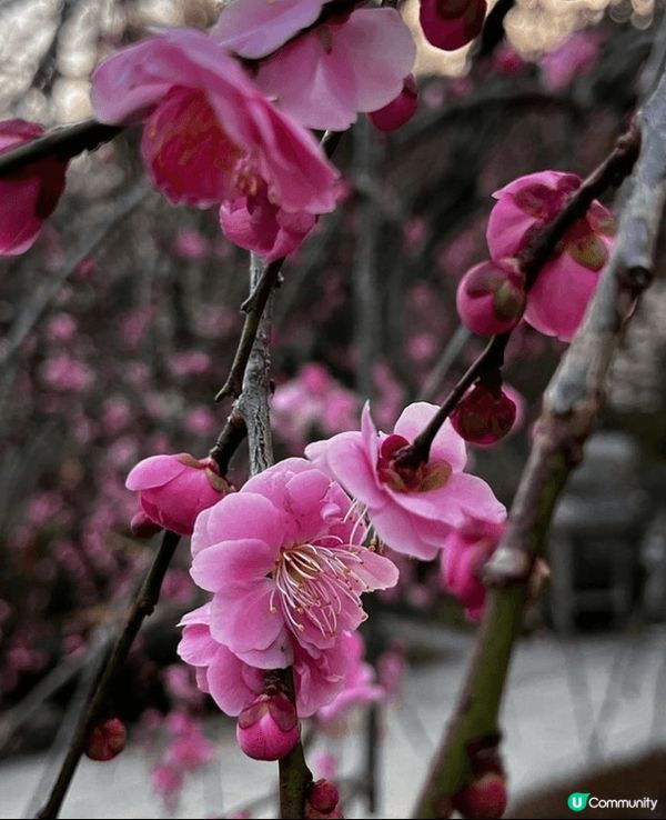 🌸花之御寺🏯