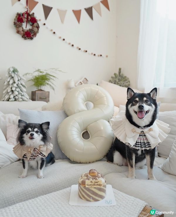 ʜᴀᴘᴘʏ ʙɪʀᴛʜᴅᴀʏ 大佬寶ʕ•ᴥ•ʔ🎊