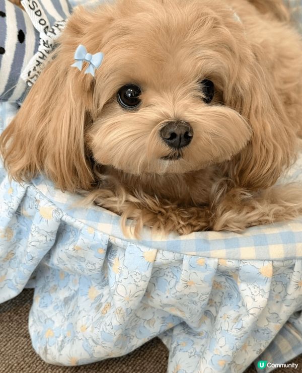 奶茶色嘅馬爾濟斯唔常見，幫寶貝著新衫影寫真，傻傻懵懵真可愛豬...