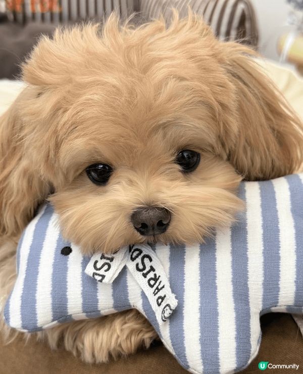 奶茶色嘅馬爾濟斯唔常見，幫寶貝著新衫影寫真，傻傻懵懵真可愛豬...