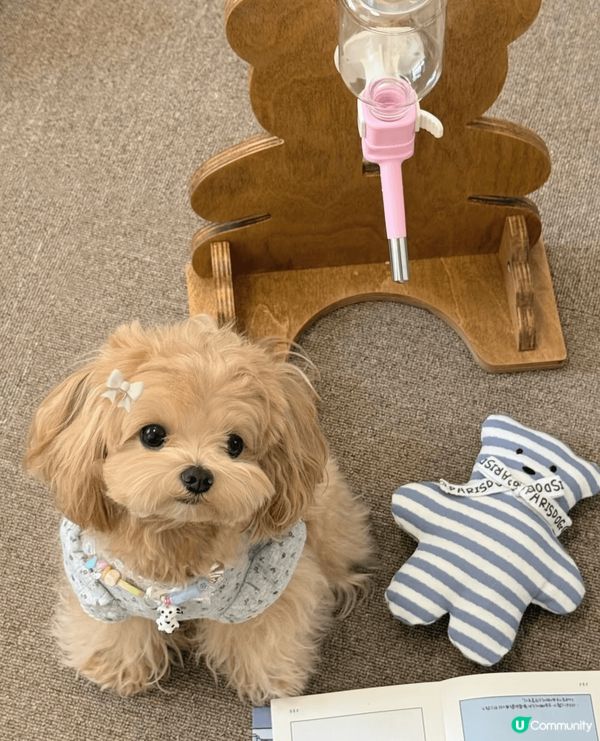 奶茶色嘅馬爾濟斯唔常見，幫寶貝著新衫影寫真，傻傻懵懵真可愛豬...