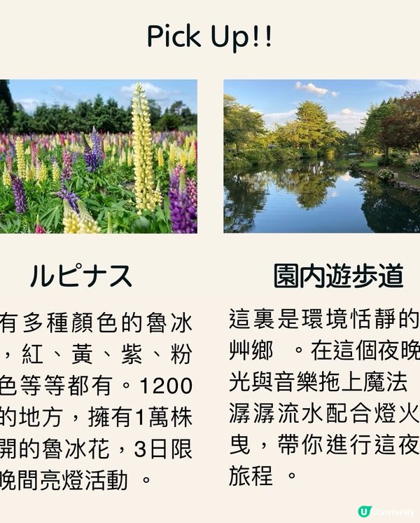 勁浪漫魯冰花光影盛宴✨