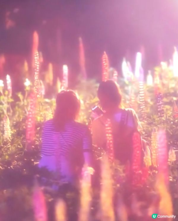 勁浪漫魯冰花光影盛宴✨