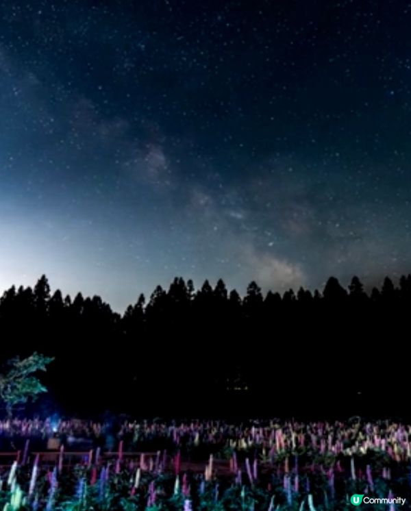 勁浪漫魯冰花光影盛宴✨