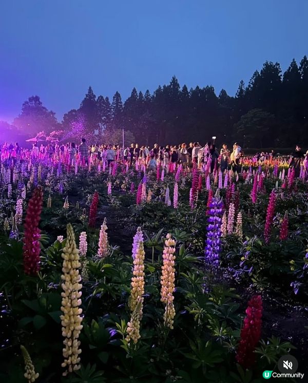 勁浪漫魯冰花光影盛宴✨