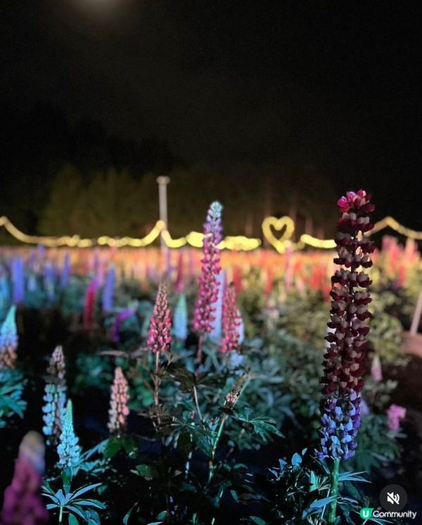 勁浪漫魯冰花光影盛宴✨