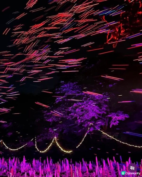 勁浪漫魯冰花光影盛宴✨