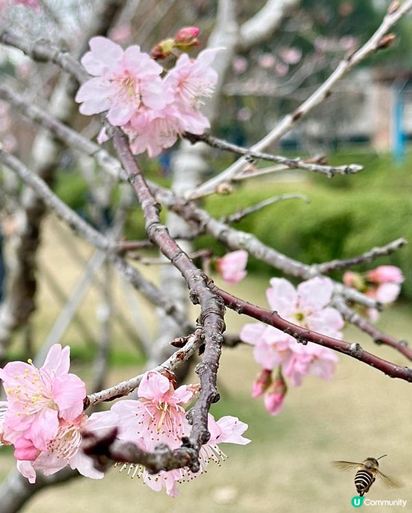 香港城門河畔尋找櫻花之旅🌸
