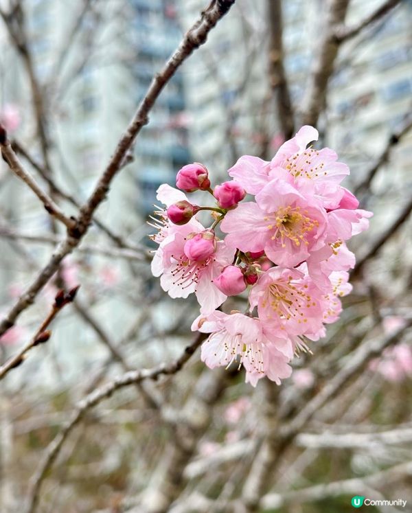 香港城門河畔尋找櫻花之旅🌸