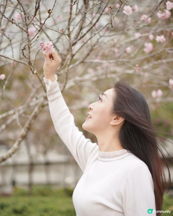 香港城門河畔尋找櫻花之旅🌸