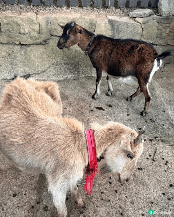 推介大家一定要去位於荃灣荃錦公路78號雷公田,甲龍村的農場鮮...