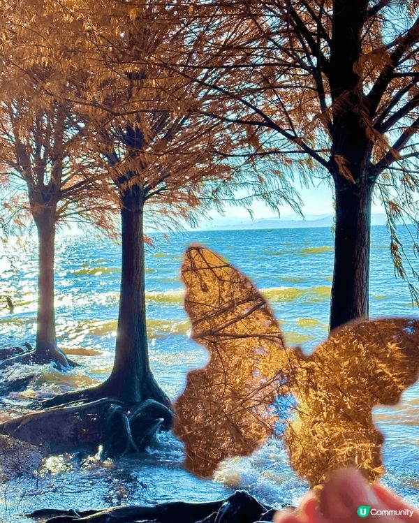 蒼山洱海的溫柔、古城小巷的煙火、熱帶雨林的神秘