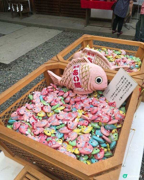 🇯🇵⛩️埼玉縣川越市的冰川神社🎋 結緣🐟🐠✨👩🏻‍❤️‍💋‍👨🏻