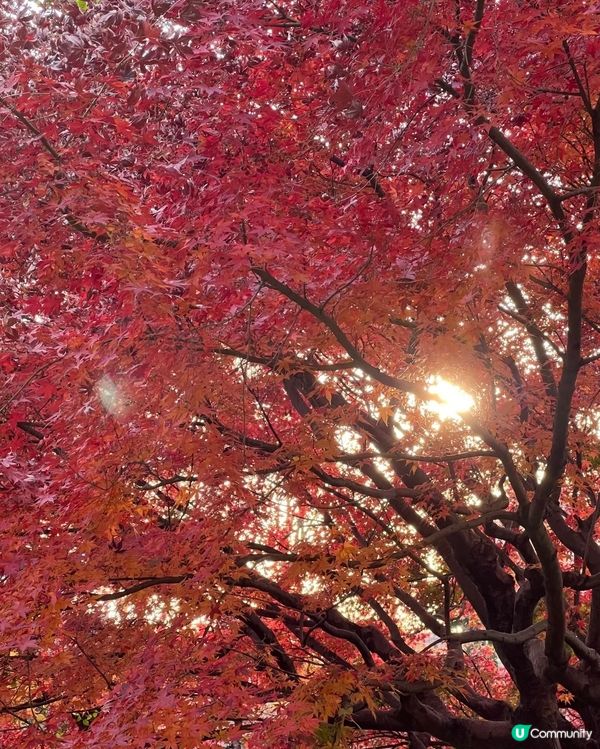 小眾賞紅葉🍁景點 好靓靓