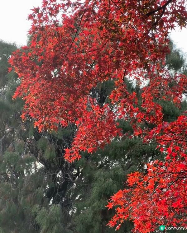 小眾賞紅葉🍁景點 好靓靓