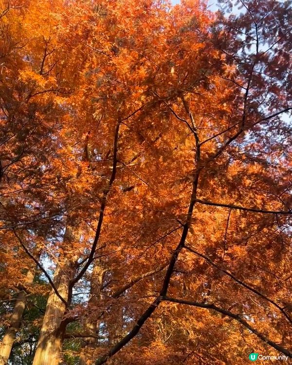 小眾賞紅葉🍁景點 好靓靓