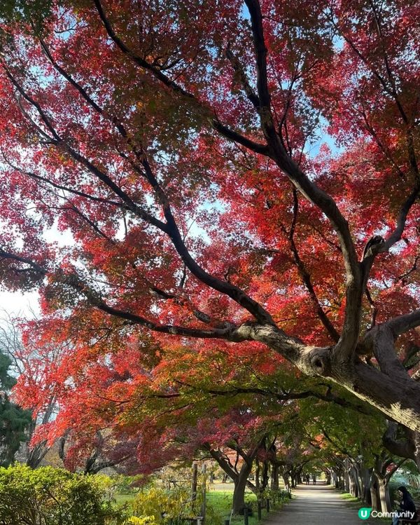 小眾賞紅葉🍁景點 好靓靓