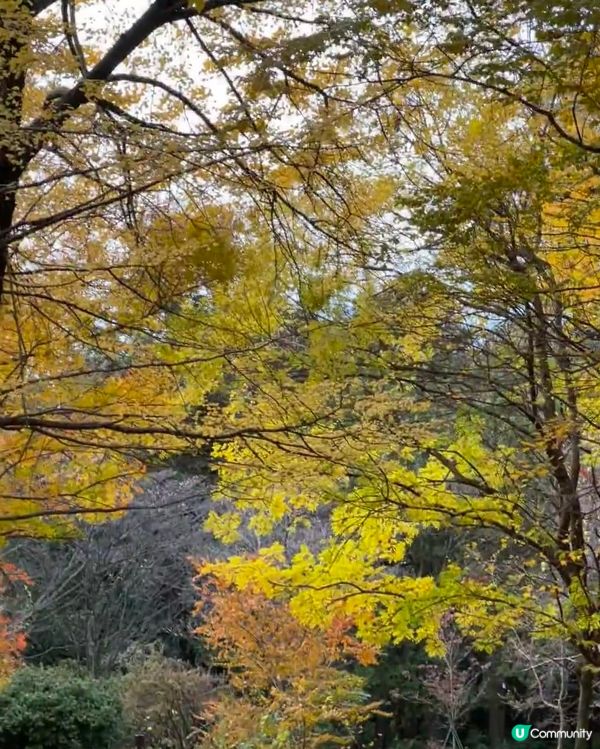 小眾賞紅葉🍁景點 好靓靓