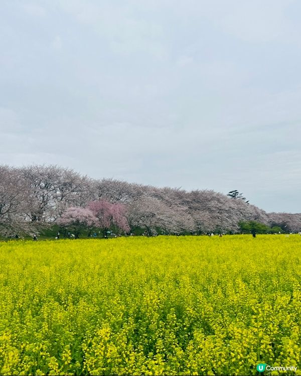 🌸🌸《東京篇🇯🇵賞櫻熱點1 幸手》🌸🌸