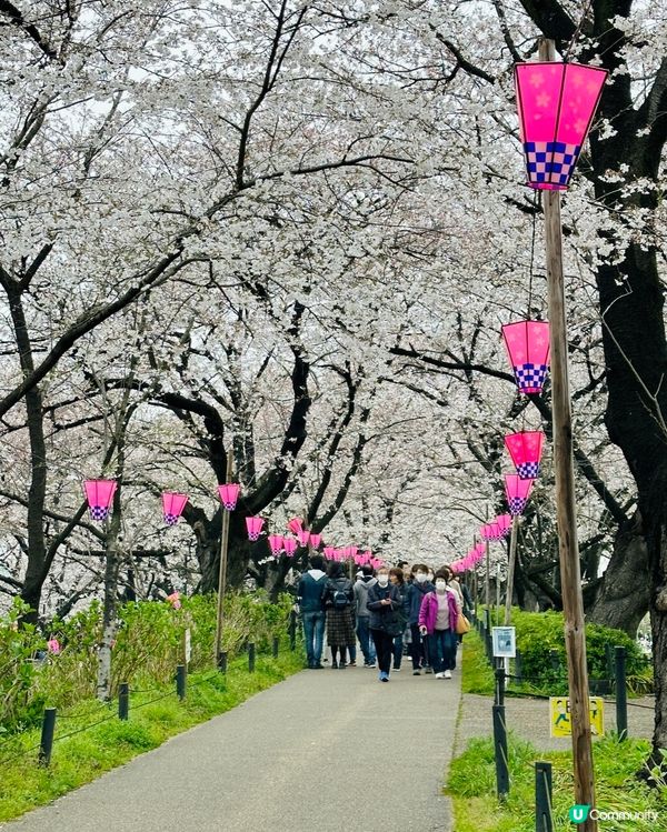 🌸🌸《東京篇🇯🇵賞櫻熱點1 幸手》🌸🌸