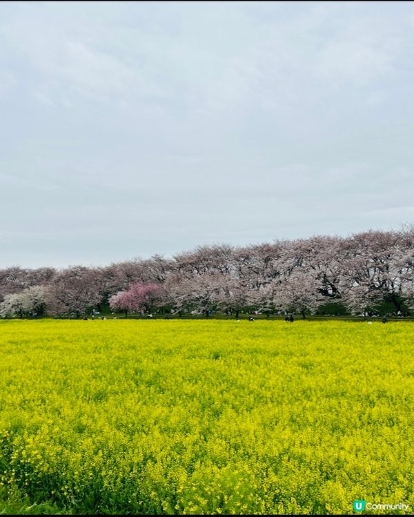 🌸🌸《東京篇🇯🇵賞櫻熱點1 幸手》🌸🌸