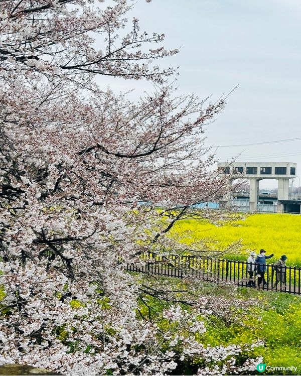 🌸🌸《東京篇🇯🇵賞櫻熱點1 幸手》🌸🌸