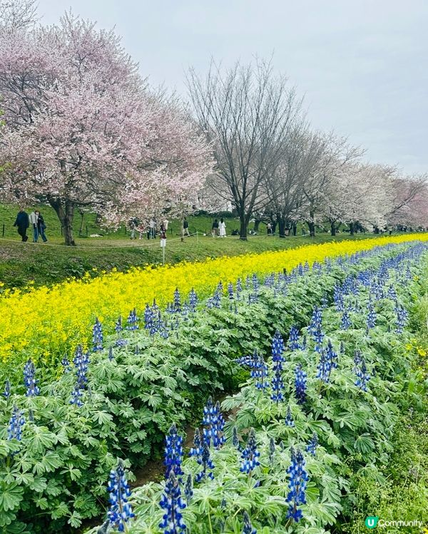 🌸🌸《東京篇🇯🇵賞櫻熱點1 幸手》🌸🌸
