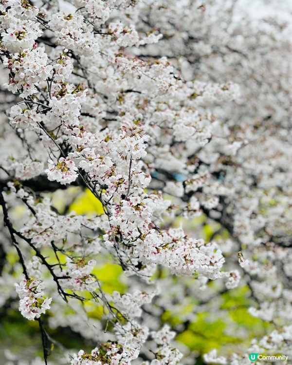 🌸🌸《東京篇🇯🇵賞櫻熱點1 幸手》🌸🌸