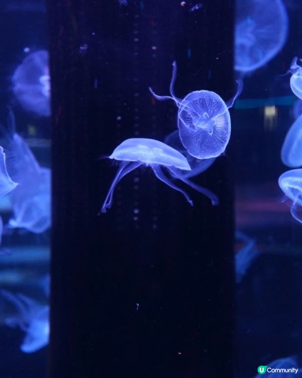 適合親子嘅海洋探索體驗管
