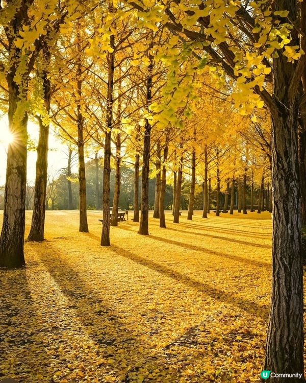 秋天閃閃發黃的銀杏樹