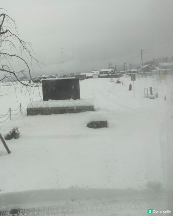 🇯🇵邊到有白色恐龍🦖？