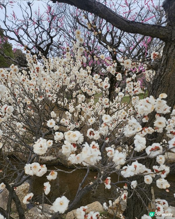 Senribanpakukoen, Suita, Osaka...